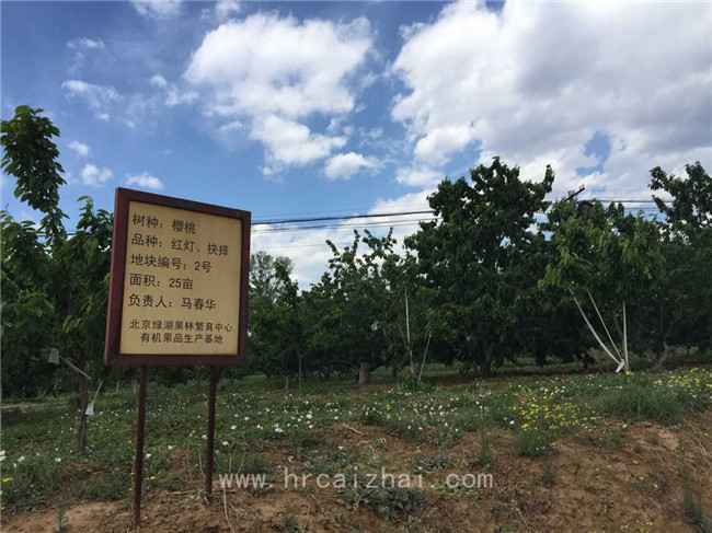 怀柔绿湖樱桃采摘园